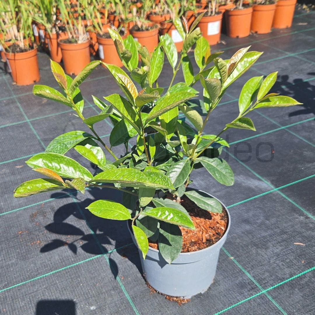 Laurowiśnia 'On Fire' (Prunus laurocerasus 'On Fire')  60-80cm C5