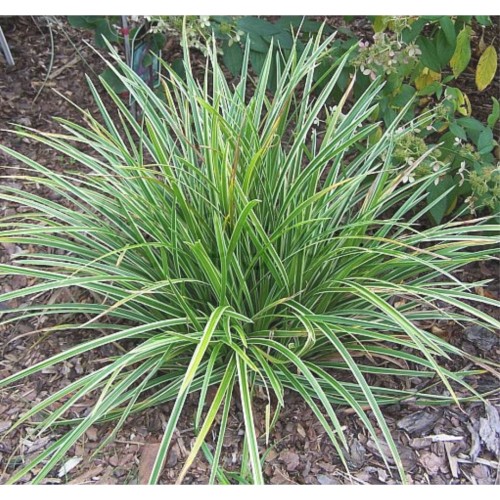 Turzyca Morrowa Ice Dance_1.jpg