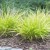 Hakonechloa smukla 'All Gold' (Hakonechloa macra)_1.jpg