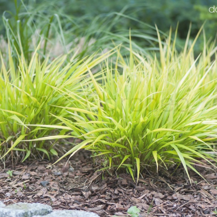 Hakonechloa smukla 'All Gold' (Hakonechloa macra)_1.jpg