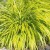 Hakonechloa smukla 'All Gold' (Hakonechloa macra)_2.jpg
