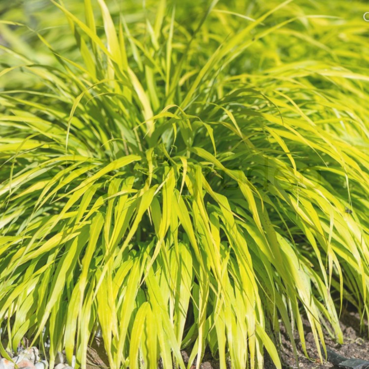 Hakonechloa smukla 'All Gold' (Hakonechloa macra)_2.jpg