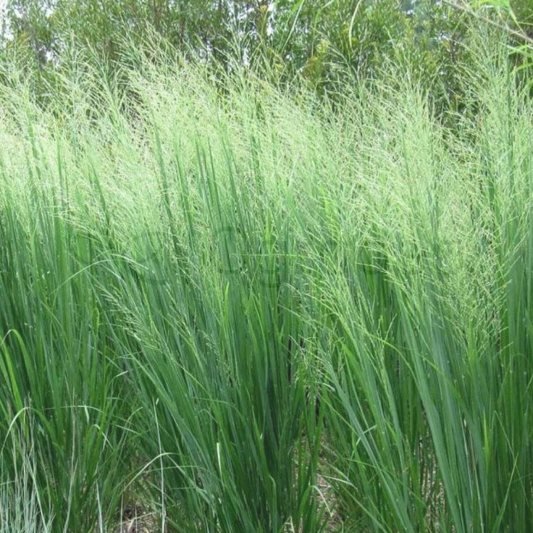 Proso rózgowate 'Northwind' Panicum virgatum.jpg