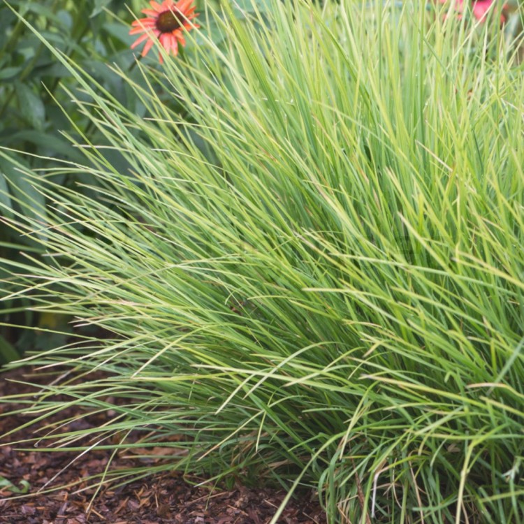 Sesleria jesienna (Sesleria autumnalis)_1.jpg