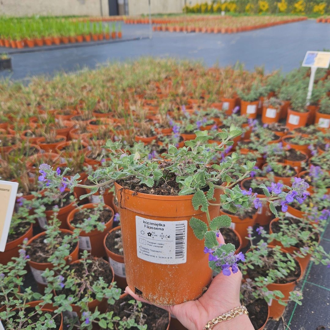 Kocimiętka 'Superba' (Nepeta faassena) C2