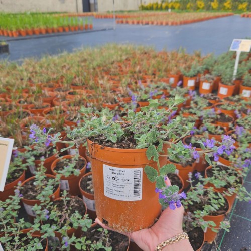 5901912524866 Kocimiętka Superba.jpg