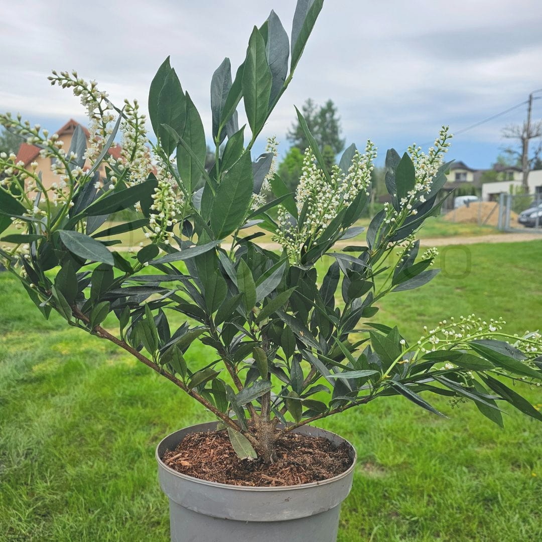 Laurowiśnia 'Otto Luyken' (Prunus laurocerasus 'Otto Luyken') 30-40cm C3,5