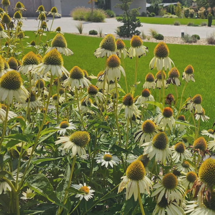 jeżówka bianco.jpg