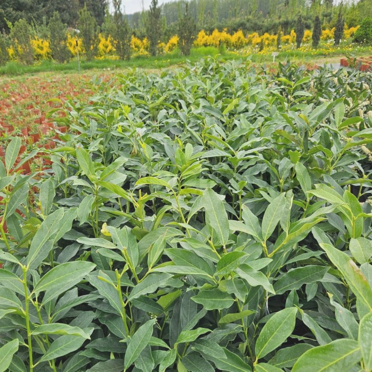 Laurowiśnia genolia2.jpg