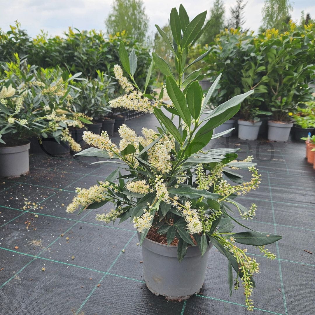 Laurowiśnia 'Otto Luyken' (Prunus laurocerasus 'Otto Luyken') 40-60cm C5