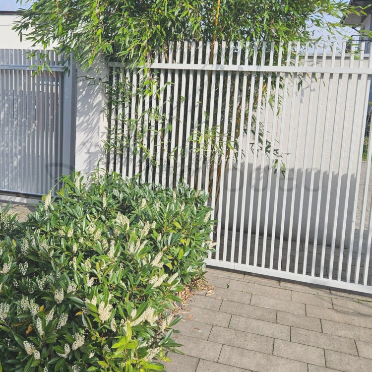 Laurowiśnia  Otto Lauyken1.jpg