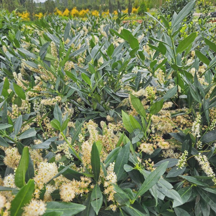 Laurowiśnia Otto Lauyken3.jpg