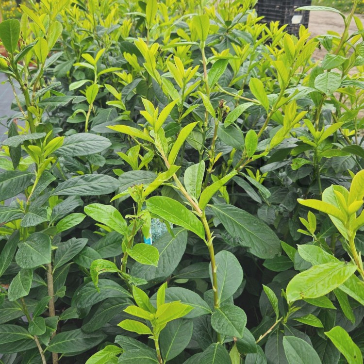 Laurowiśnia Novita.jpg