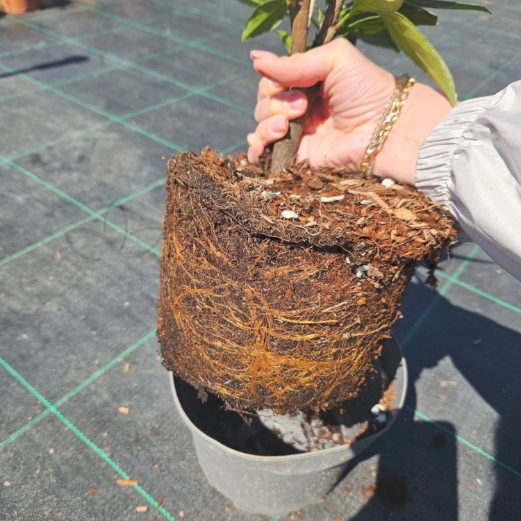 Laurowiśnia Caucasica 1.jpg