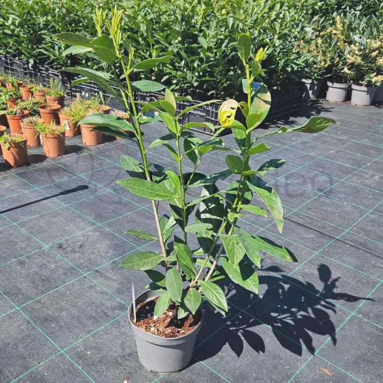 Laurowiśnia Caucasica 2.jpg