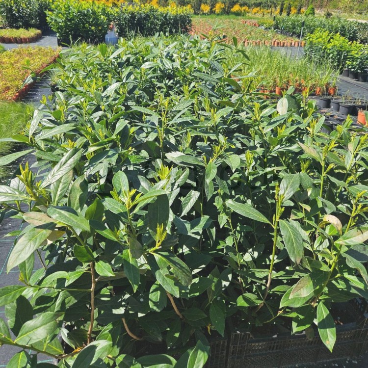 Laurowiśnia Caucasica 3.jpg