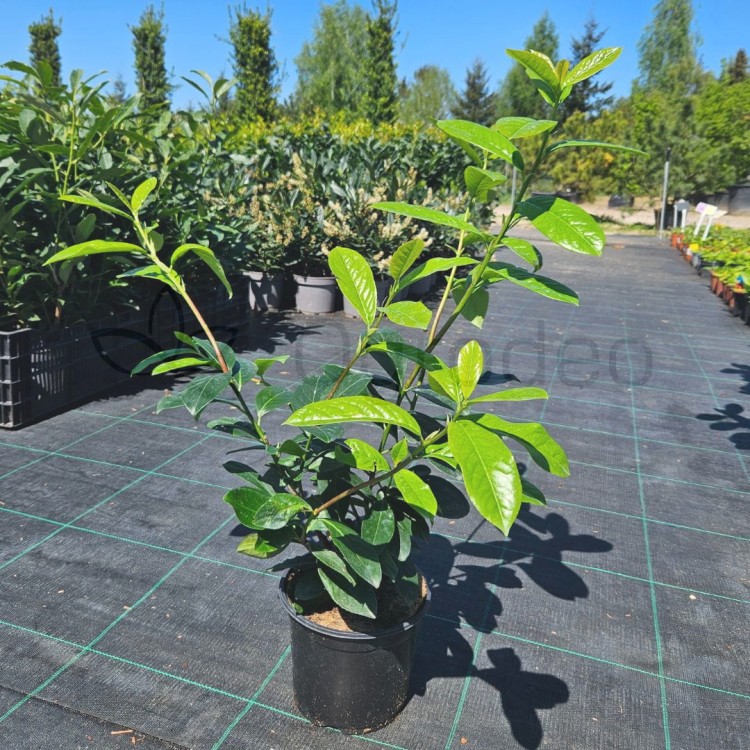 Laurowiśnia Novita C3,5mala1.jpg