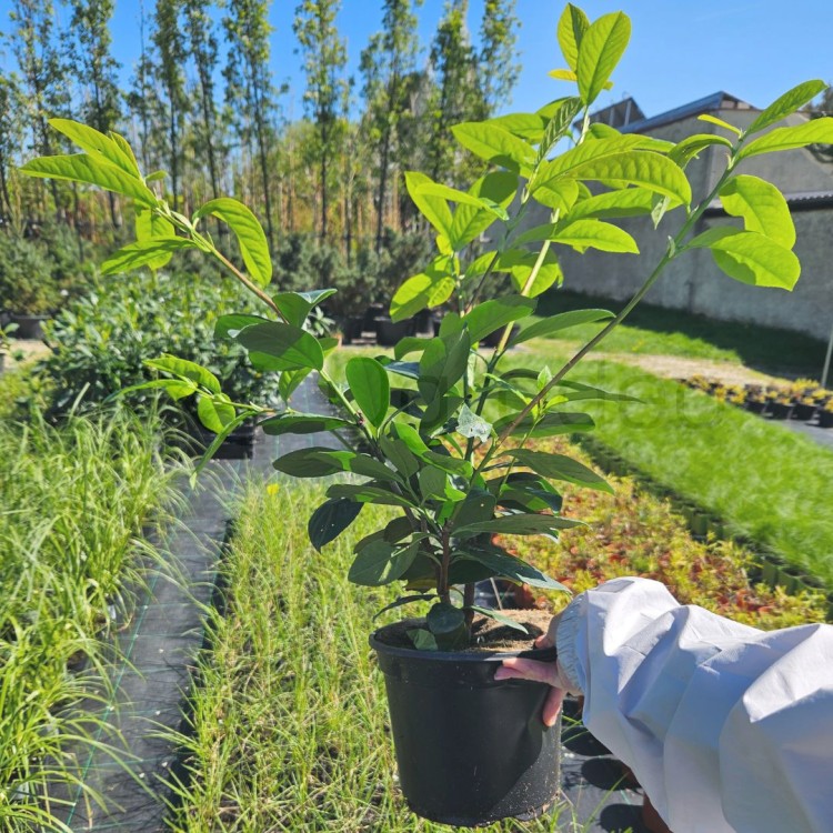 Laurowiśnia Novita C3,5mala2.jpg