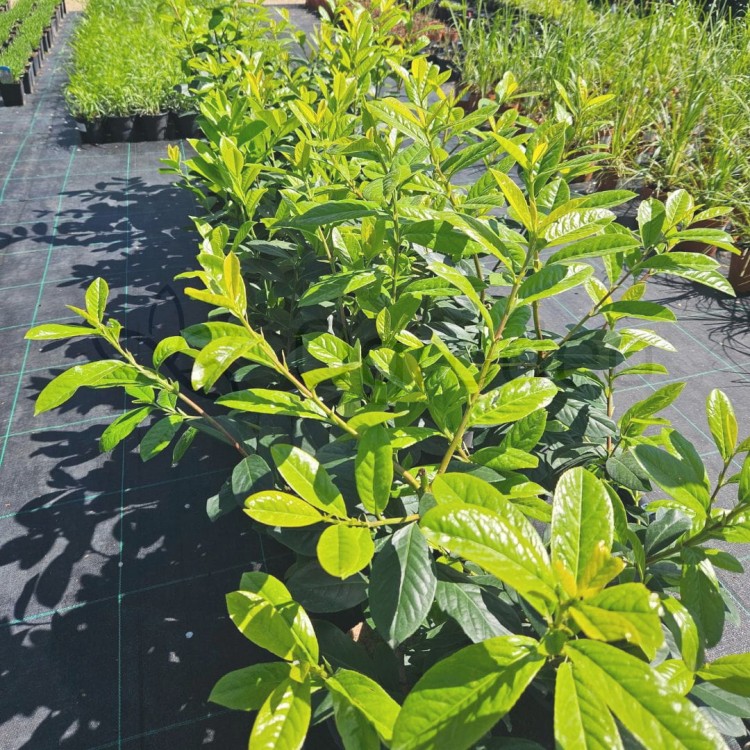 Laurowiśnia Novita C3,5mala3.jpg