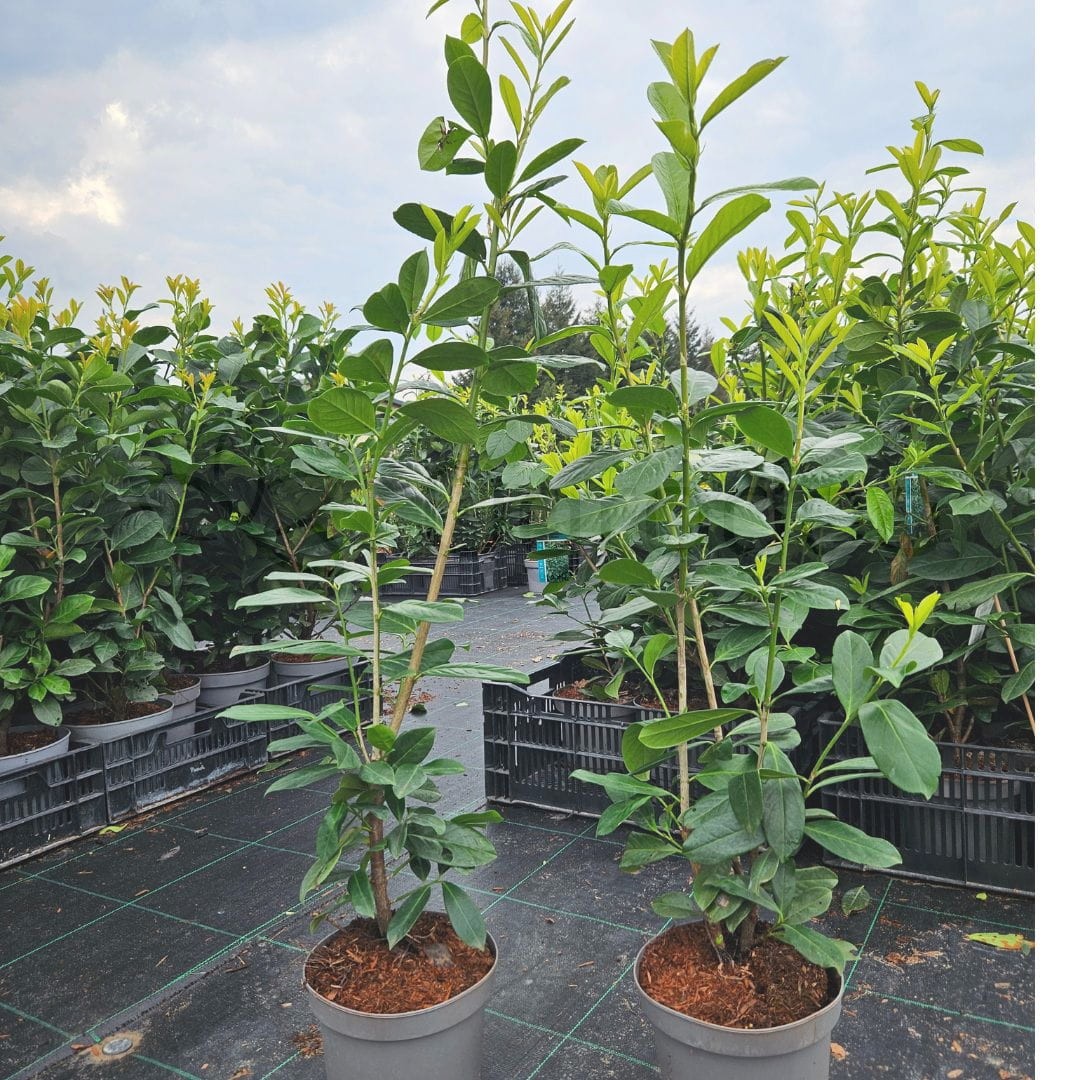 Laurowiśnia 'Novita' (Prunus laurocerasus 'Novita')  100cm C3,5
