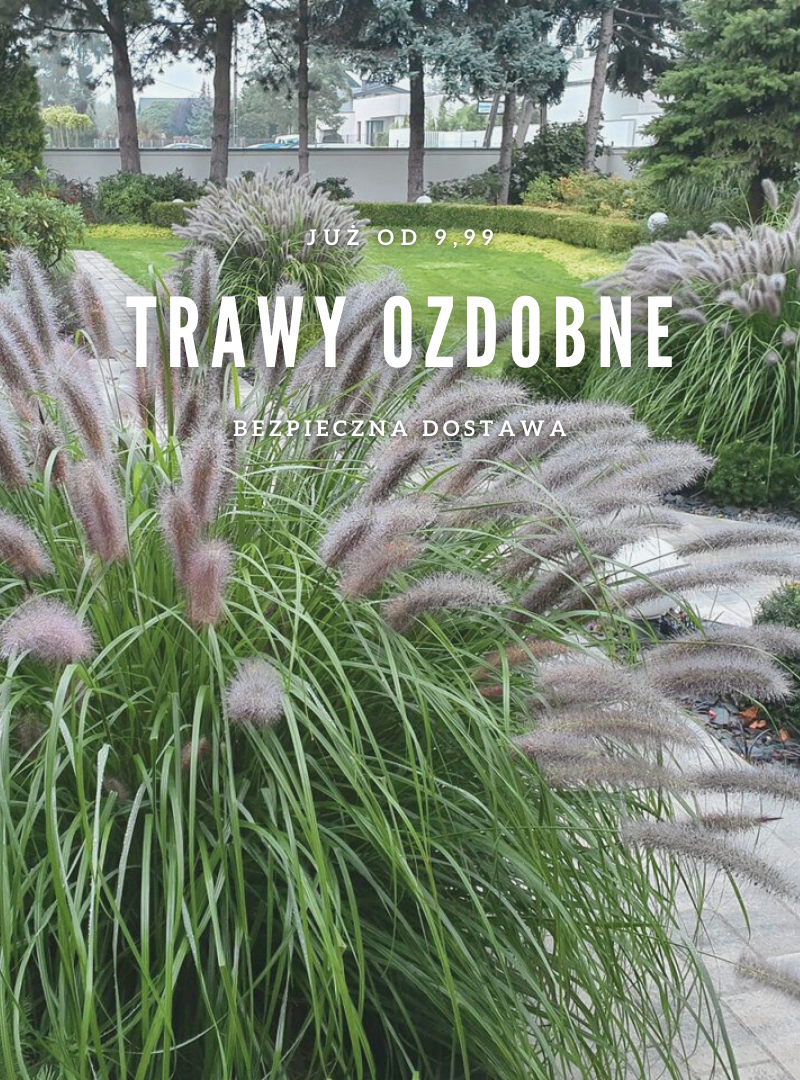 trawy