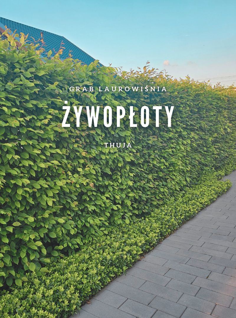 Żywopłoty
