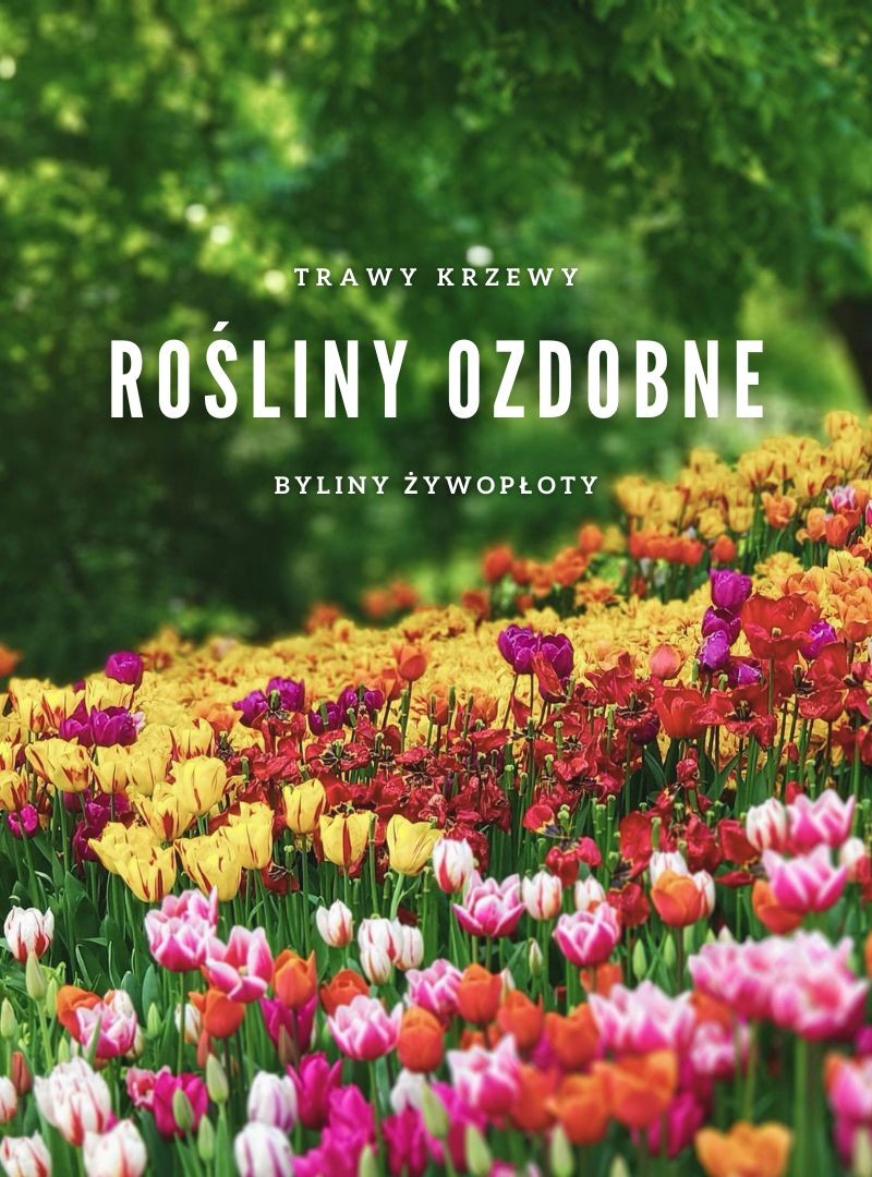 Rośliny ozdobne