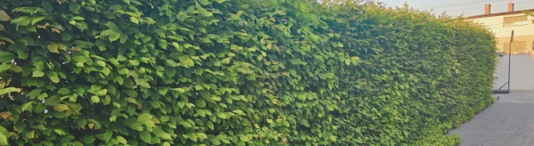 GRAB LAUROWIŚNIA ŻYWOPŁOTY THUJA