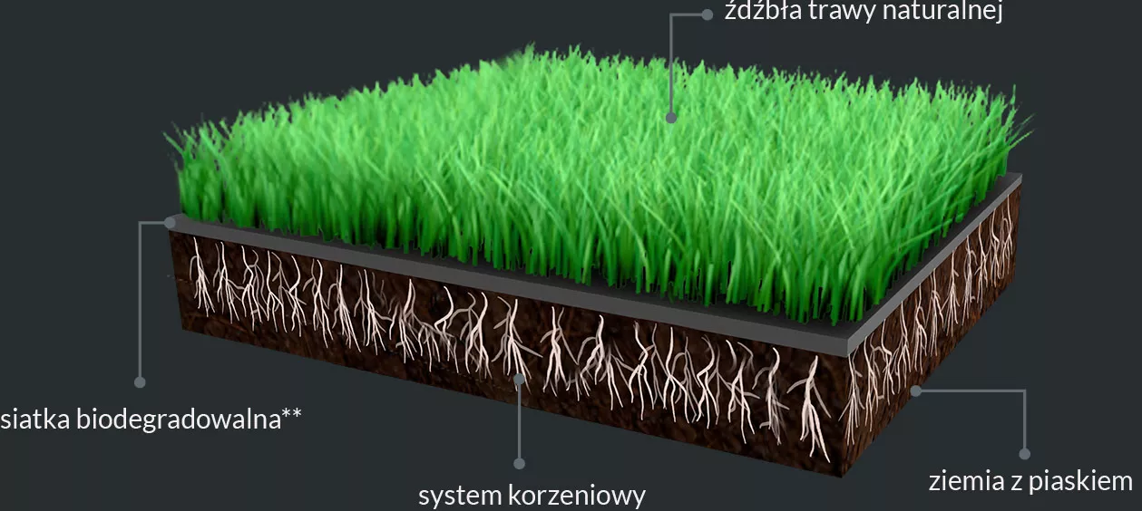 trawa z rolki od trawnik producent u www.ogrodeo.eu