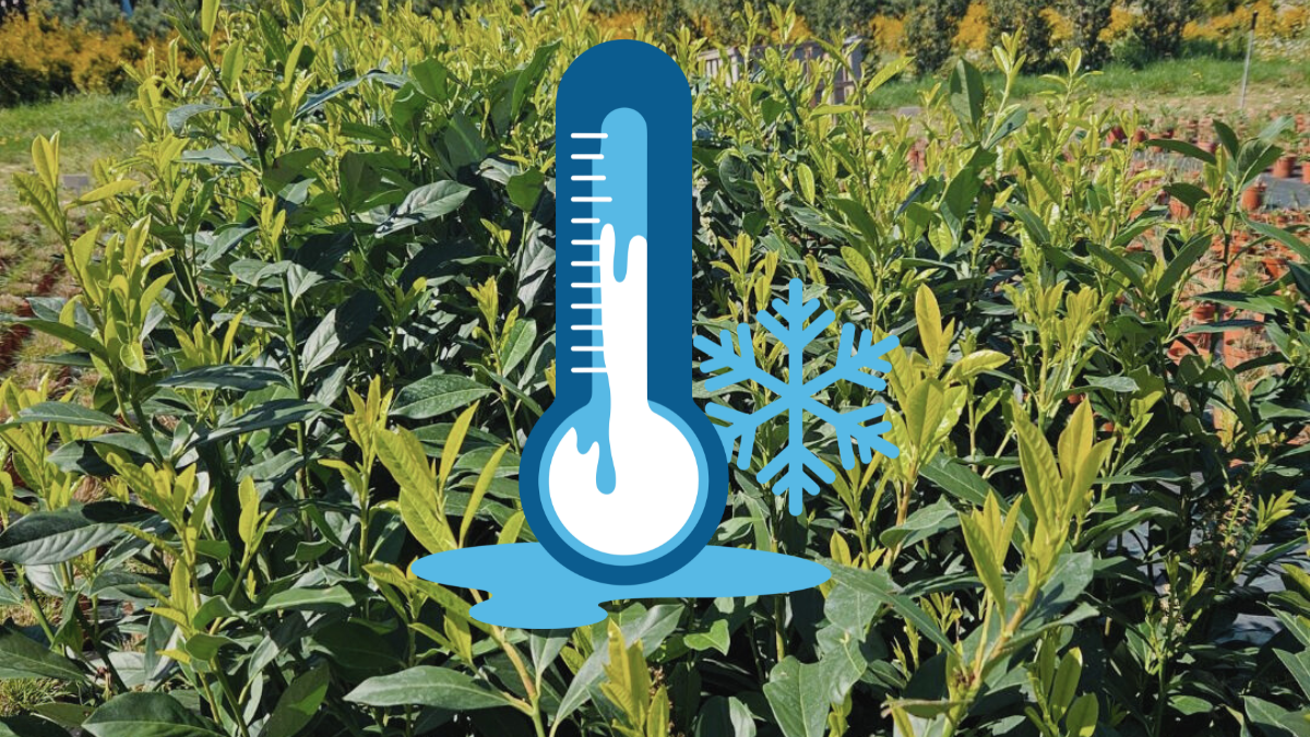 Jak zabezpieczyć laurowiśnię przed mrozem zimą? Praktyczny poradnik ogrodnika