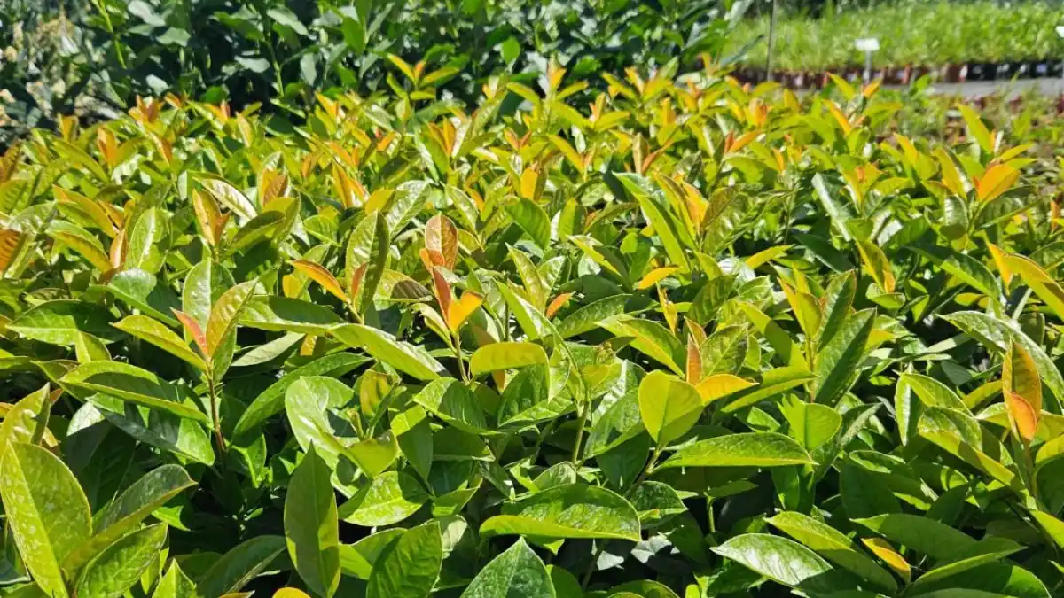 Laurowiśnia sadzonki - piękne, zimozielone krzewy